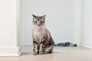 A lynx point Siamese cat sits upright on a light wood floor.