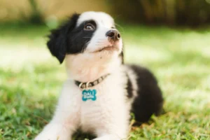 A black and white puppy with floppy ears lies in the grass.