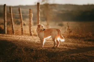 A golden-colored dog stands on a dirt path in a rural field bathed in the light of a sunset.