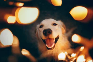 A Golden Retriever is framed by golden bokeh lights that create a warm and festive atmosphere.