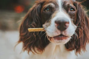 A brown and white Spaniel holding a thin dog treat in its mouth.