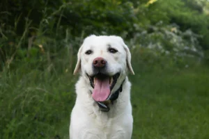 A white Labrador Retriever against a lush green background of grass and trees.