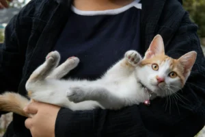 A lies on its back, cradled in a person's arms.