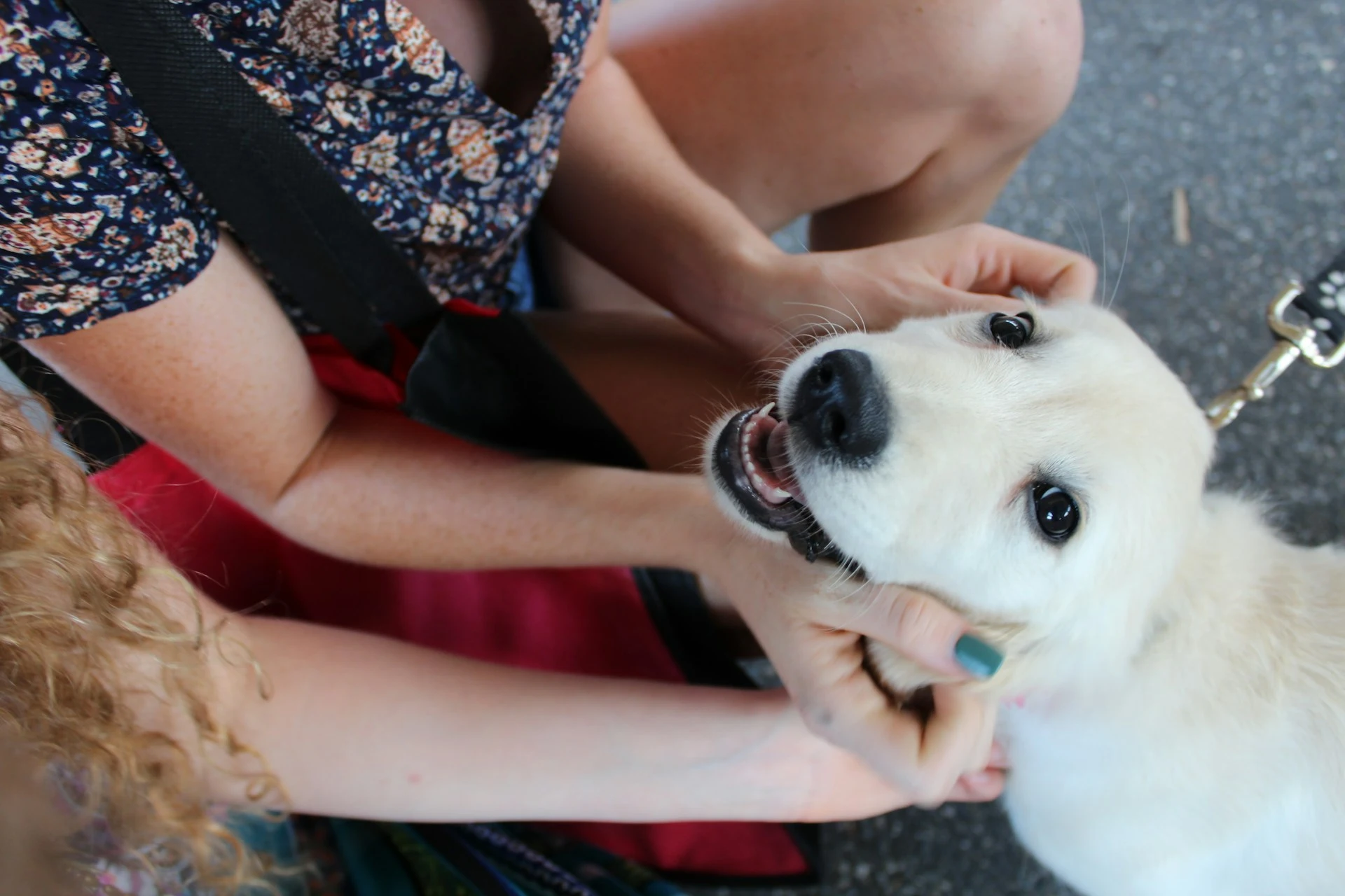 Fear Free Veterinary Care: What It Means for Your Pet
