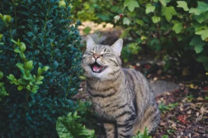 A tabby cat sits in a garden surrounded by green bushes.