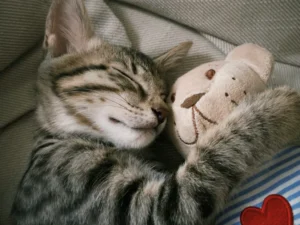 A close-up shot of a tabby kitten sleeping while hugging a small plush teddy bear.
