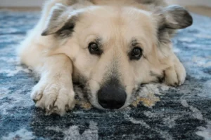 A light-colored dog lies flat on a blue and grey patterned rug.