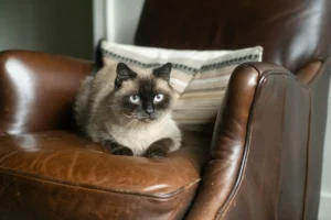 A Siamese cat sits on a brown leather armchair.